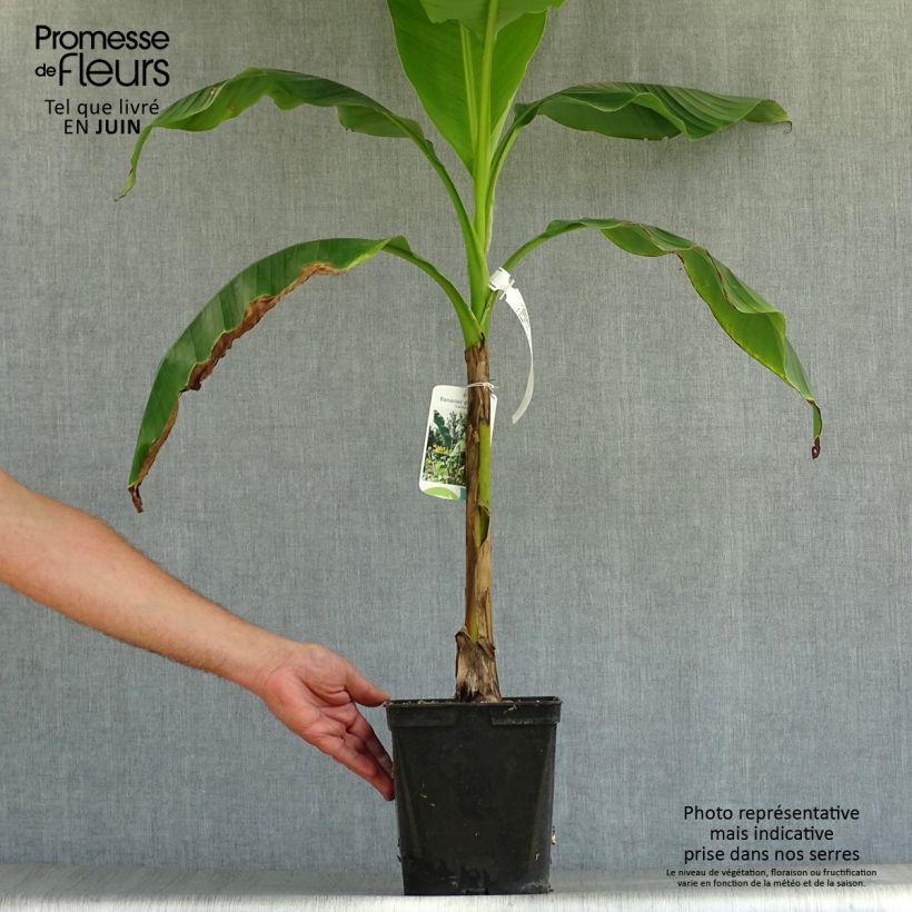 Spécimen de Musella lasiocarpa - Bananier nain Pot de 3L/4L tel que livré en été