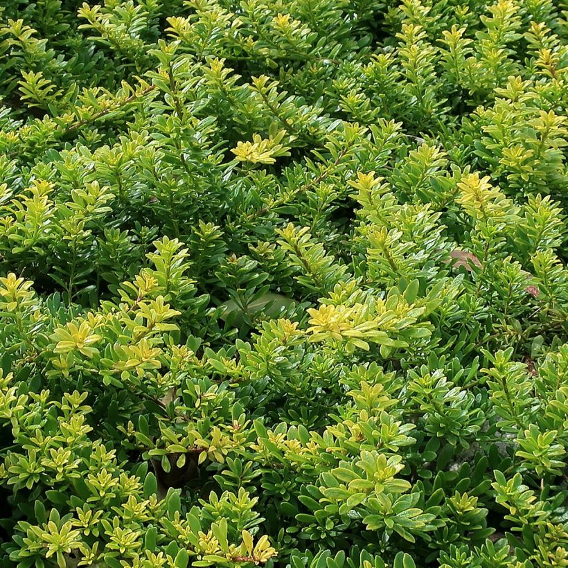 Myoporum parvifolium à fleurs blanches (Foliage)