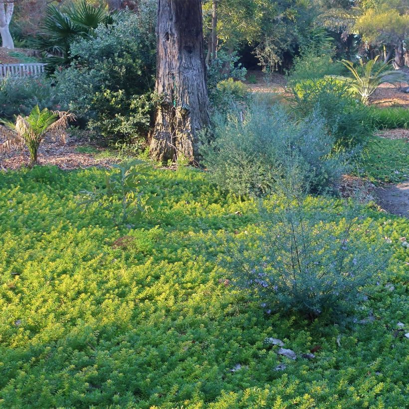 Myoporum parvifolium à fleurs blanches (Plant habit)