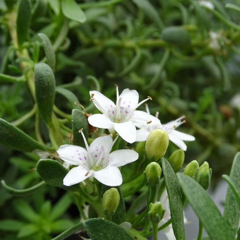 Myoporum parvifolium à fleurs blanches (Flowering)