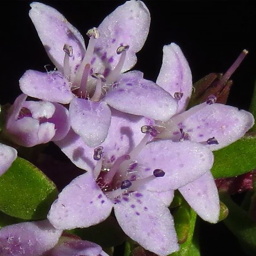 Myoporum parvifolium Rose (Floraison)