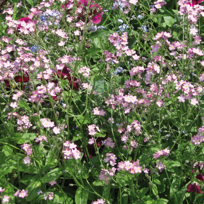 Myosotis Roi des Carmins - Myosotis sylvatica (Flowering)