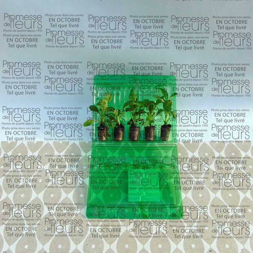 Example of Myosotis Roi des Carmins - Myosotis sylvatica Mini-motte Ø 3/4 cm, Plant vert de 3 à 5 cm de haut environ as you get