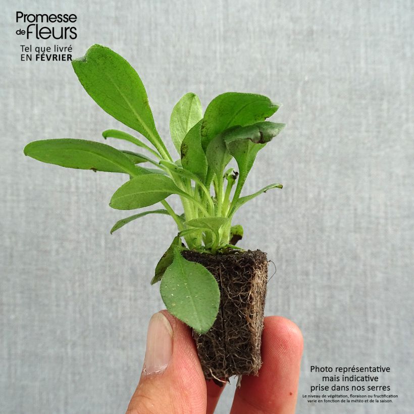 Spécimen de Myosotis Snowsylva Mini-motte Jardimotte : motte 3,8 cm x 3,2 cm en plaque de culture par 16, Plant vert de 5 cm de haut environ tel que livré en automne