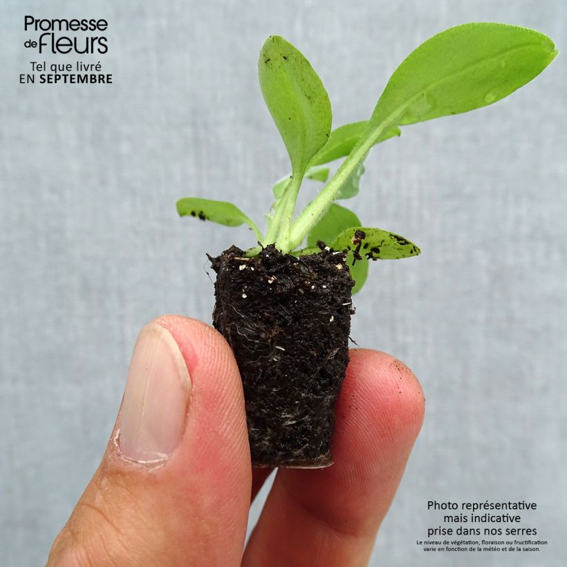 Spécimen de Myosotis Snowsylva Mini-motte Mini-motte Ø 3/4 cm, Plant vert de 3 à 5 cm de haut environ tel que livré en automne