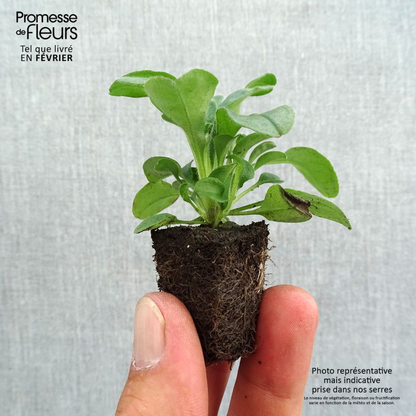 Spécimen de Myosotis sylvatica Savoie Blue Mini-motte Jardimotte : motte 3,8 cm x 3,2 cm en plaque de culture par 16, Plant vert de 5 cm de haut environ tel que livré en automne