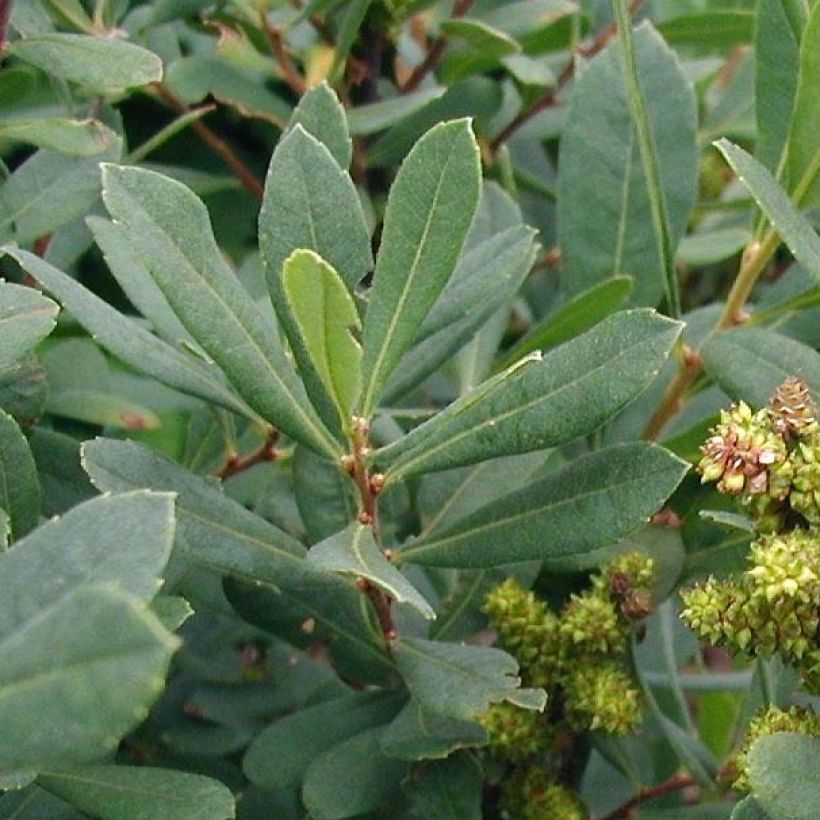 Bois-sent-bon - Myrica gale (Foliage)