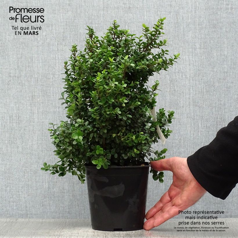 Example of Myrsine africana - Buis africain Pot de 2L/3L as you get in printemps
