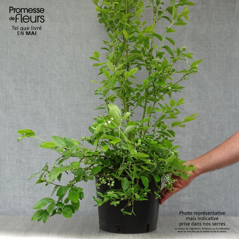 Spécimen de Myrtille Goldtraube - Vaccinium corymbosum Pot de 7,5L/10L, Buisson tel que livré au printemps