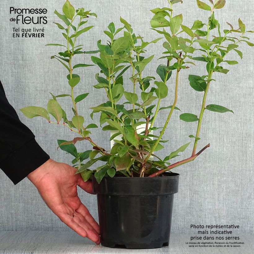 Spécimen de Myrtille d'Amérique - Vaccinium corymbosum Duke Pot de 2L/3L tel que livré en automne
