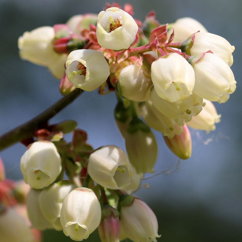 Myrtille d'Amérique - Vaccinium corymbosum North Blue (Flowering)
