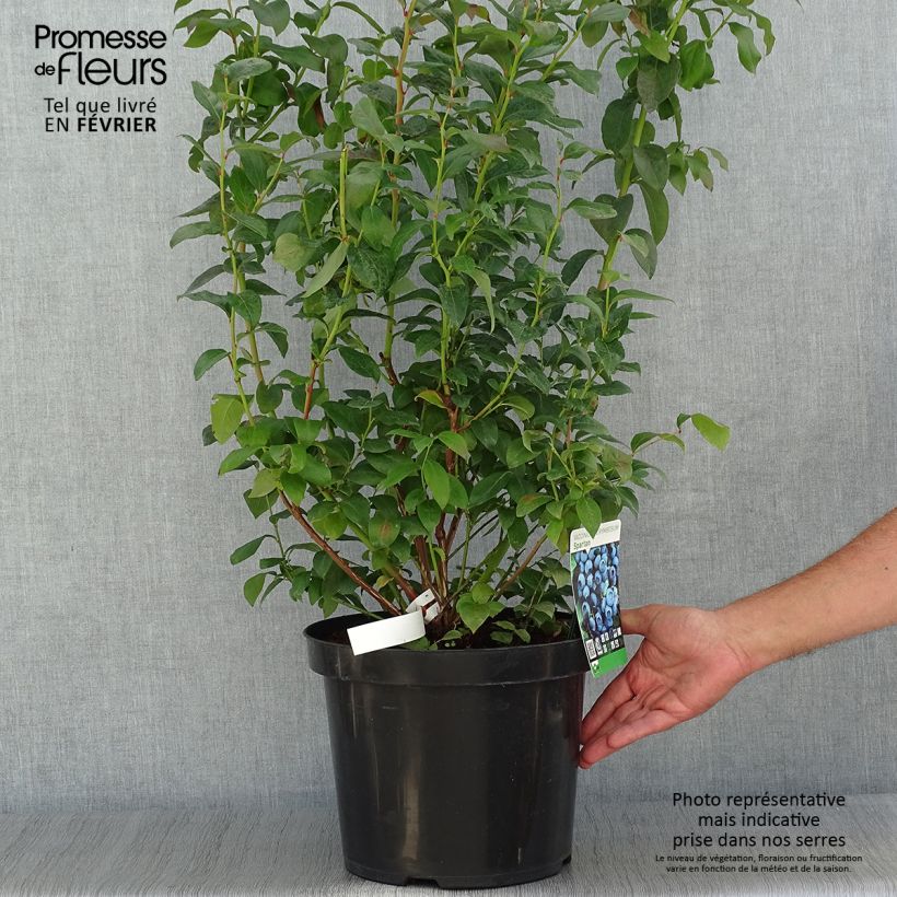 Spécimen de Myrtille d'Amérique - Vaccinium corymbosum Spartan Pot de 7,5L/10L tel que livré en automne