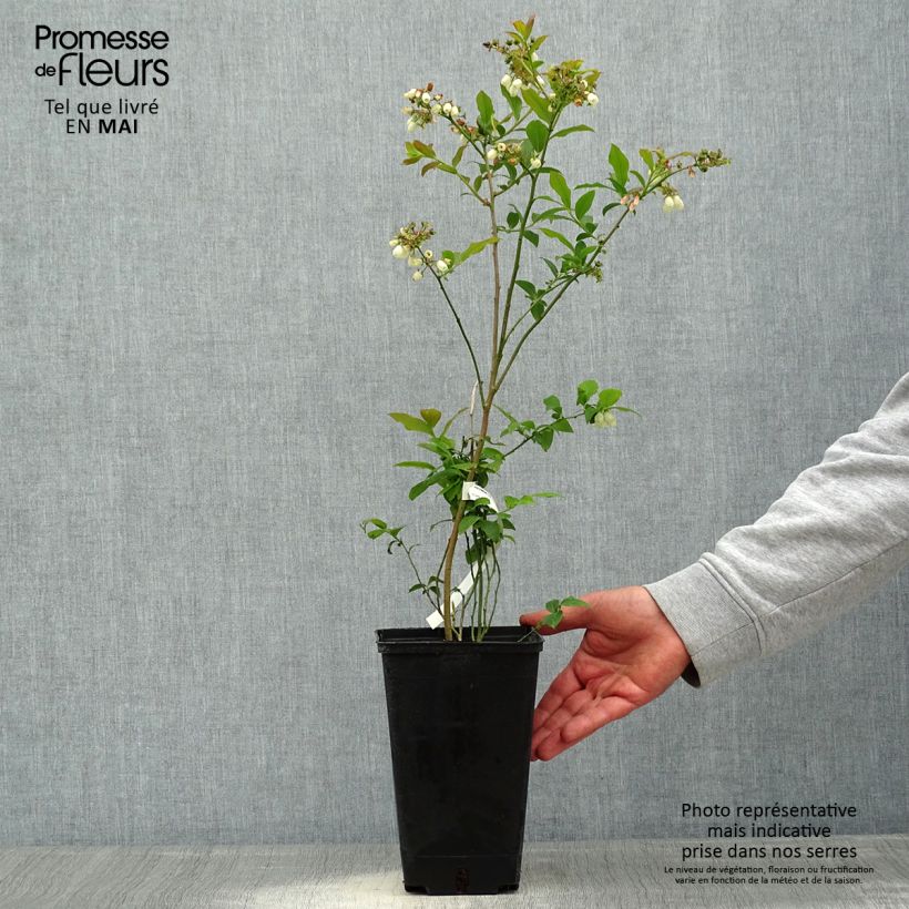 Example of Myrtille d'Amérique - Vaccinium corymbosum Berkeley Pot de 1,5L/2L as you get in printemps