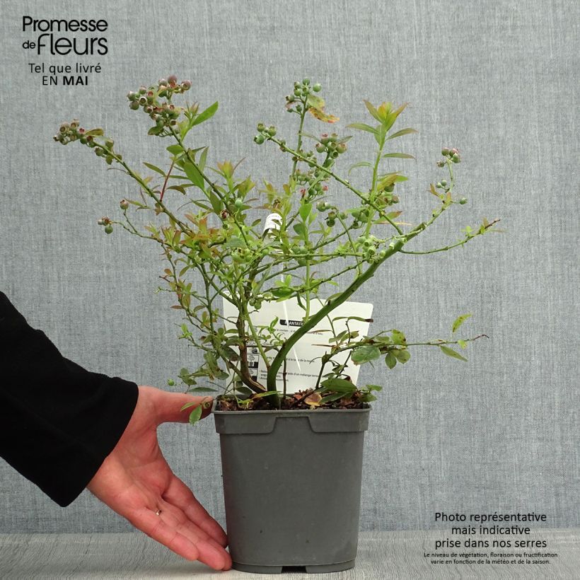 Example of Myrtille d'Amérique - Vaccinium corymbosum Blue Pearl Pot de 2L/3L as you get in printemps