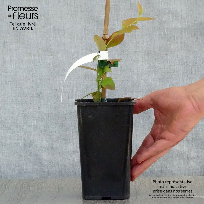 Example of Myrtille d'Amérique - Vaccinium corymbosum Brigitta Pot de 1,5L/2L, Buisson as you get in printemps