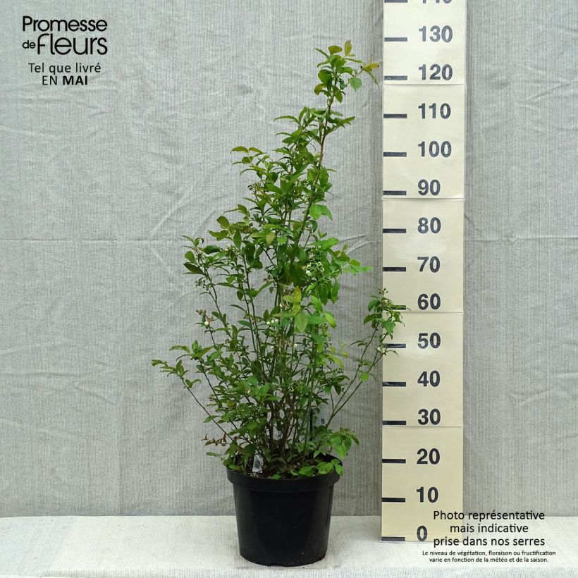 Example of Myrtille d'Amérique - Vaccinium corymbosum Spartan Pot de 7,5L/10L as you get in printemps