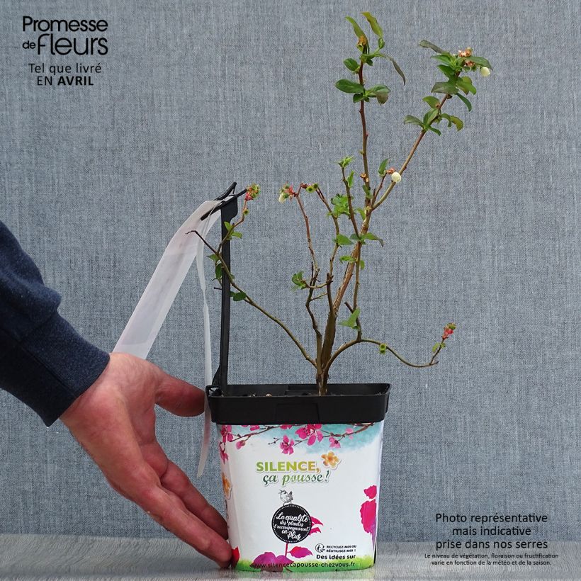 Example of Myrtille d'Amérique - Vaccinium corymbosum Spartan Pot de 2L/3L as you get in printemps