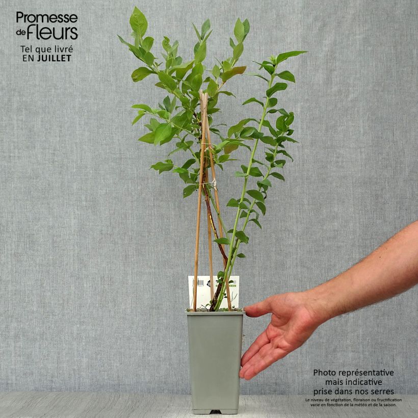 Spécimen de Myrtillier Blue Gold - Vaccinum corymbosum Pot de 1,5L/2L, Buisson tel que livré en été