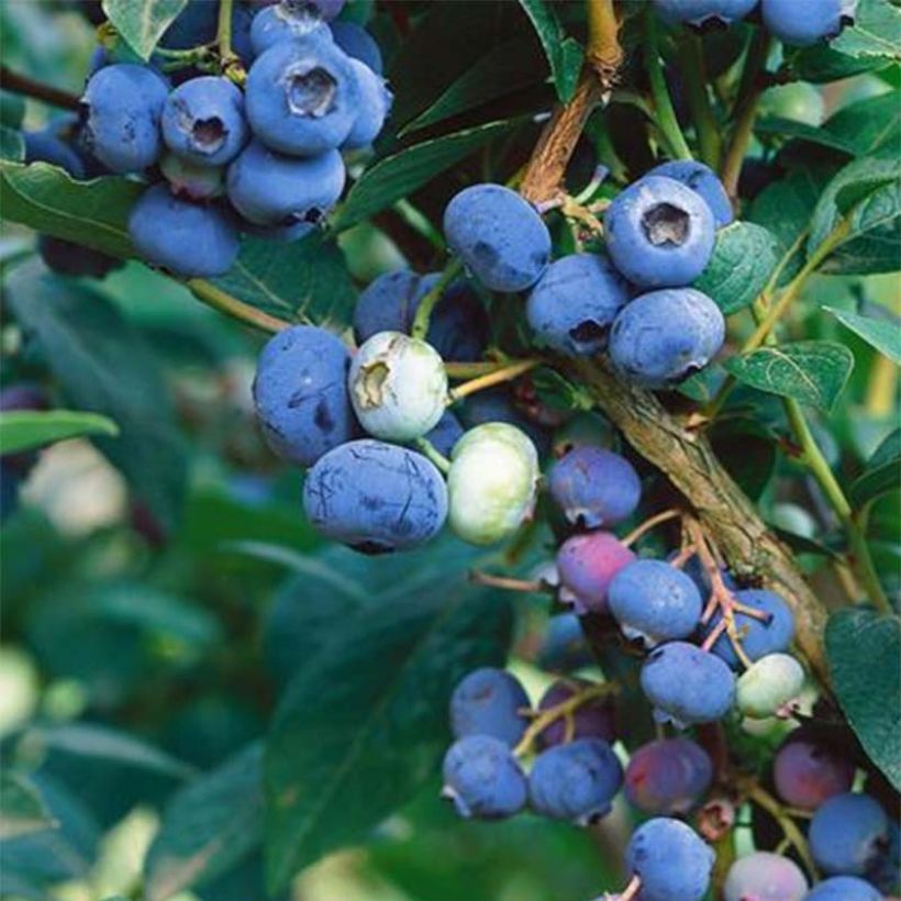 Myrtillier Brigitta Blue Bio (Harvest)