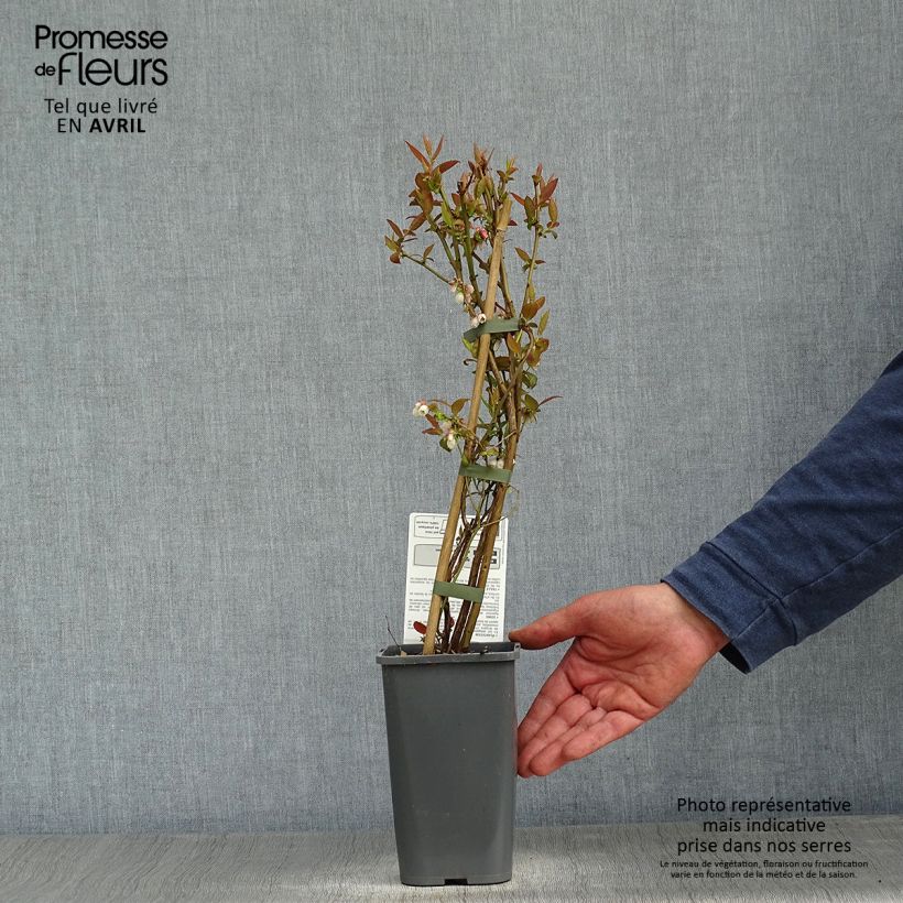 Example of Myrtillier Brigitta Blue Bio Pot de 1,5L/2L, Buisson as you get in printemps