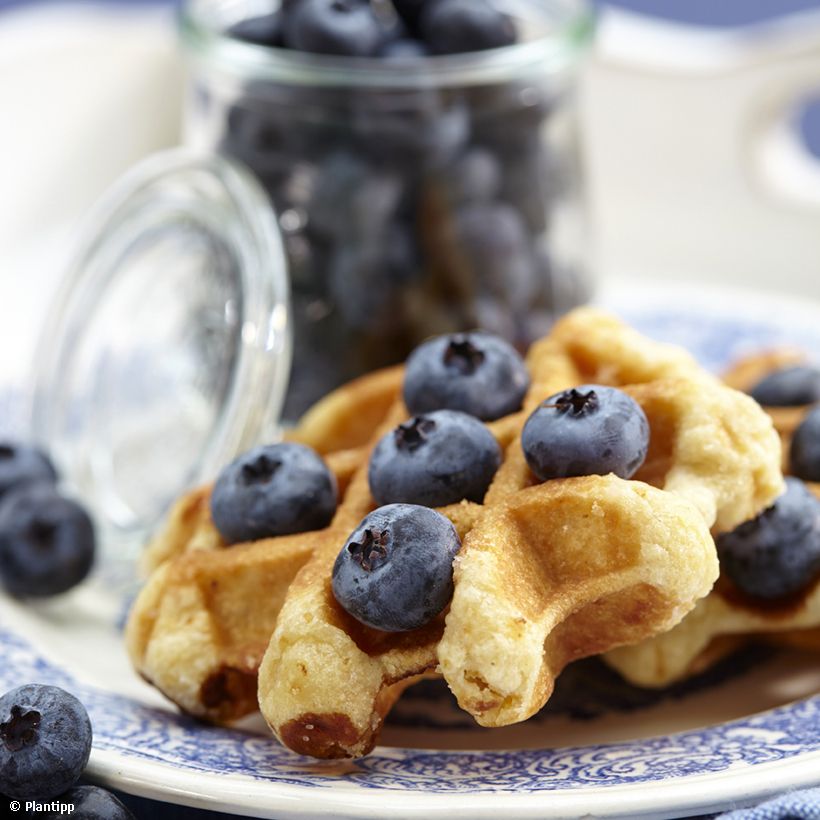 Myrtillier Cabernet Splash (Harvest)