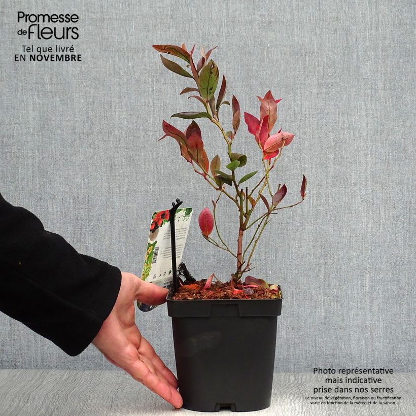 Spécimen de Myrtillier Chandler - Vaccinium corymbosum Pot de 1,5L/2L, Buisson tel que livré en automne