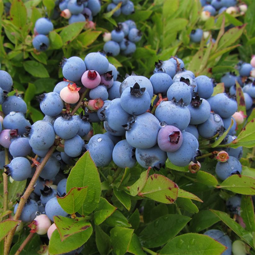 Myrtillier Jersey - Vaccinium corymbosum (Harvest)