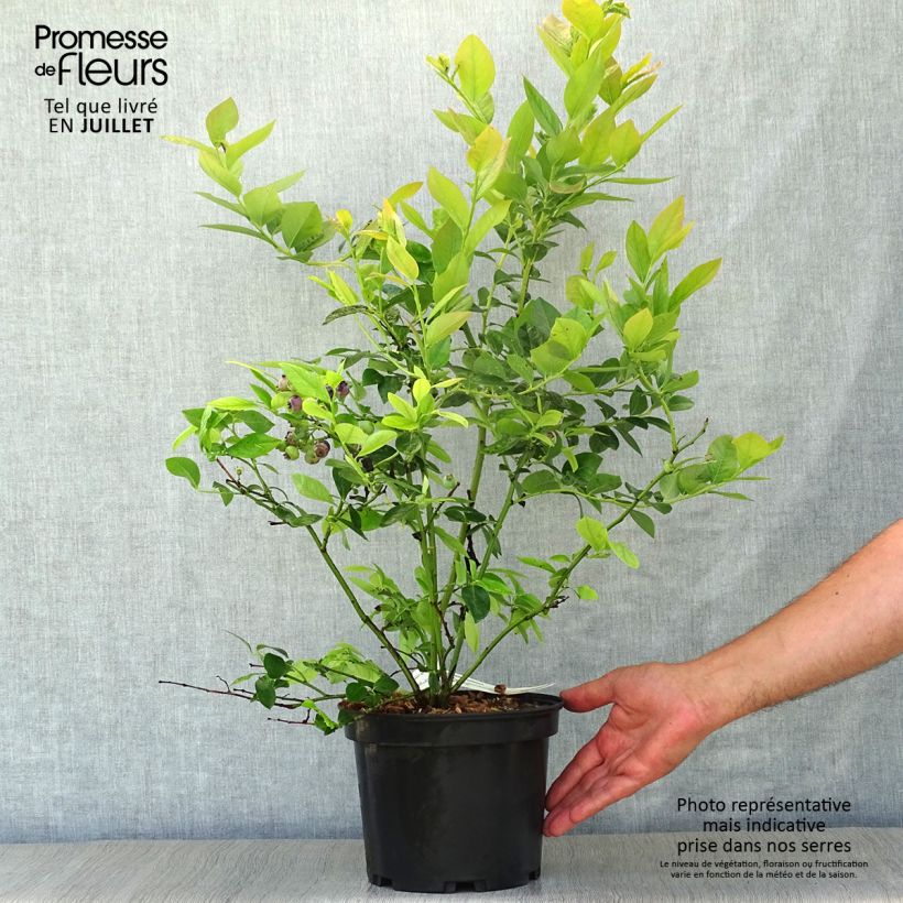 Spécimen de Myrtillier Jersey - Vaccinium corymbosum Pot de 4L/5L tel que livré en été