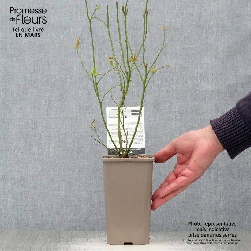 Example of Myrtillier Patriot - Vaccinum corymbosum Pot de 1,5L/2L, Buisson as you get in printemps