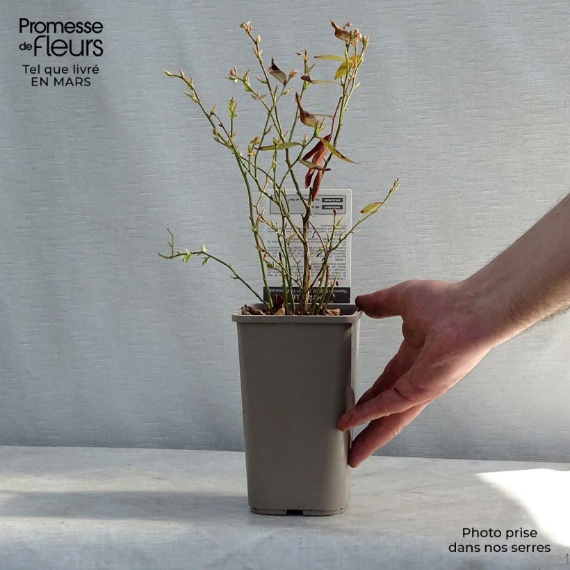 Example of Myrtillier Pink Lemonade - Myrtille rose Pot de 1L/1,5L, Buisson as you get in printemps