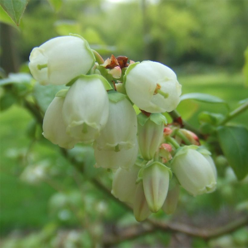 Myrtillier Reka - Vaccinium corymbosum (Flowering)