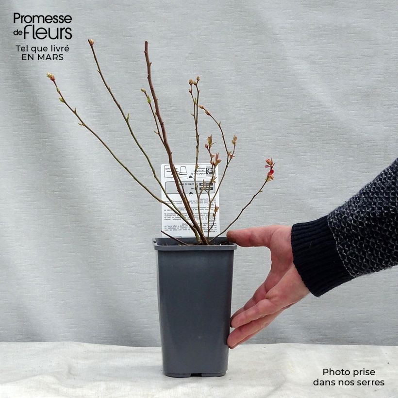 Example of Myrtillier Reka Bio Pot de 1,5L/2L, Buisson as you get in printemps