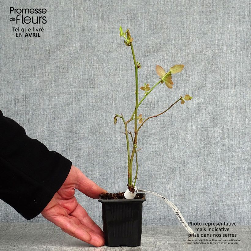 Example of Myrtillier Yello!Berryblue - Vaccinium corymbosum Godet de 8/9 cm, Buisson as you get in printemps