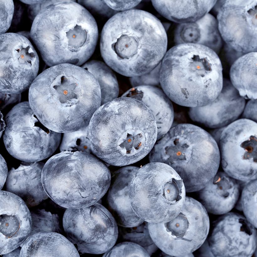 Myrtillier commun (Harvest)