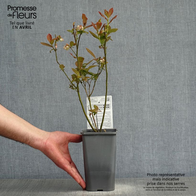 Example of Myrtillier d’Amérique Patriot Bio Pot de 1,5L/2L, Buisson as you get in printemps