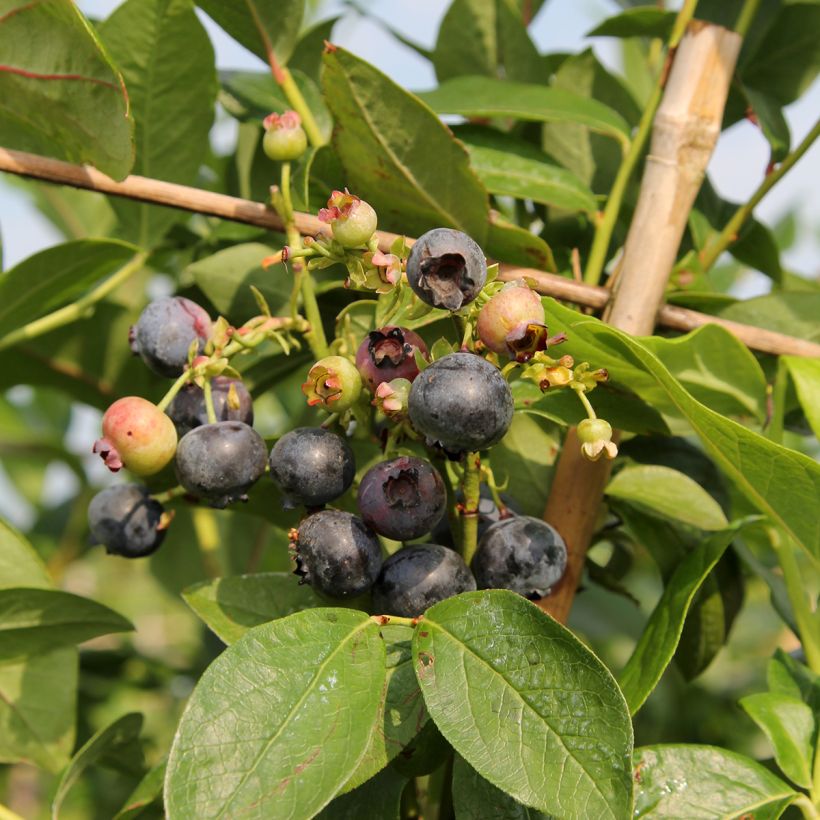 Myrtillier d’Amérique Patriot Bio (Récolte)