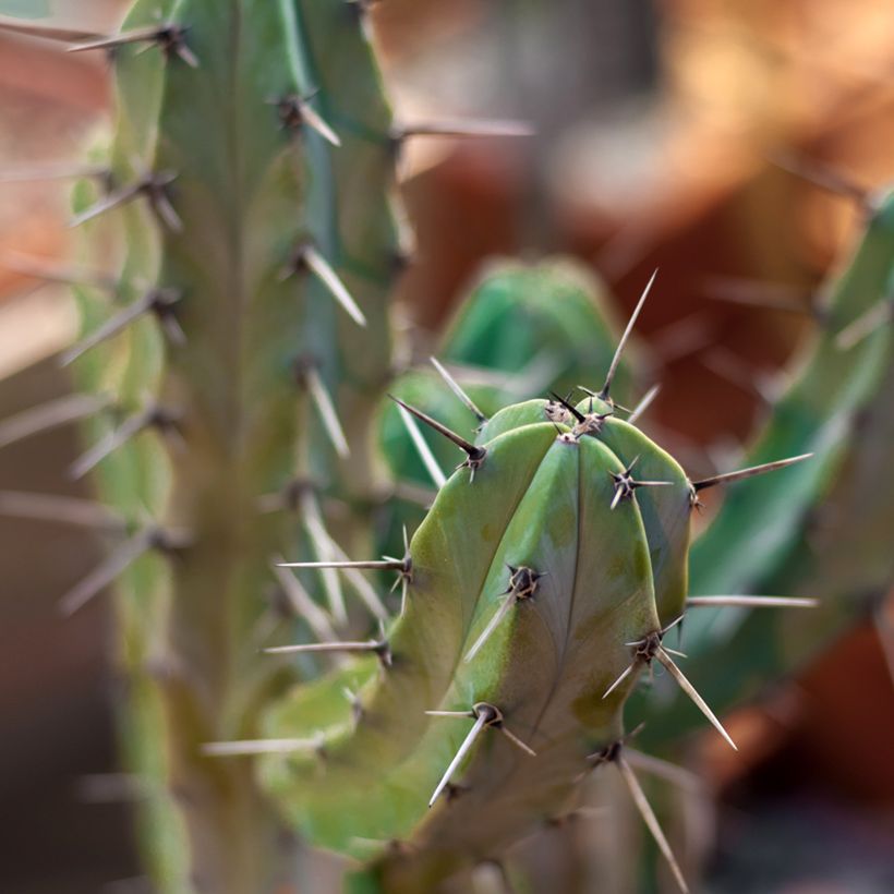 Myrtillocactus geometrizans - Chandelle Bleue (Foliage)