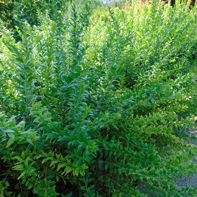Myrtus communis - Myrte commun (Foliage)