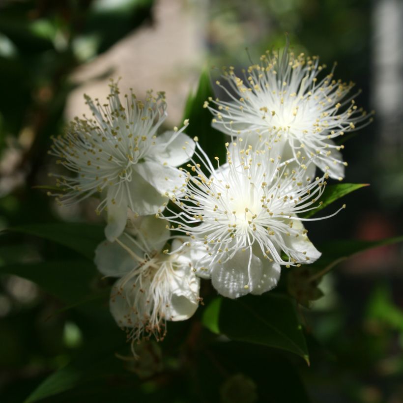 Myrtus communis - Myrte commun (Flowering)