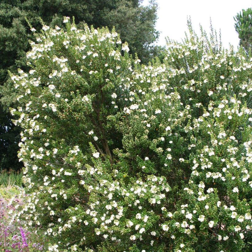 Myrtus communis - Myrte commun (Plant habit)