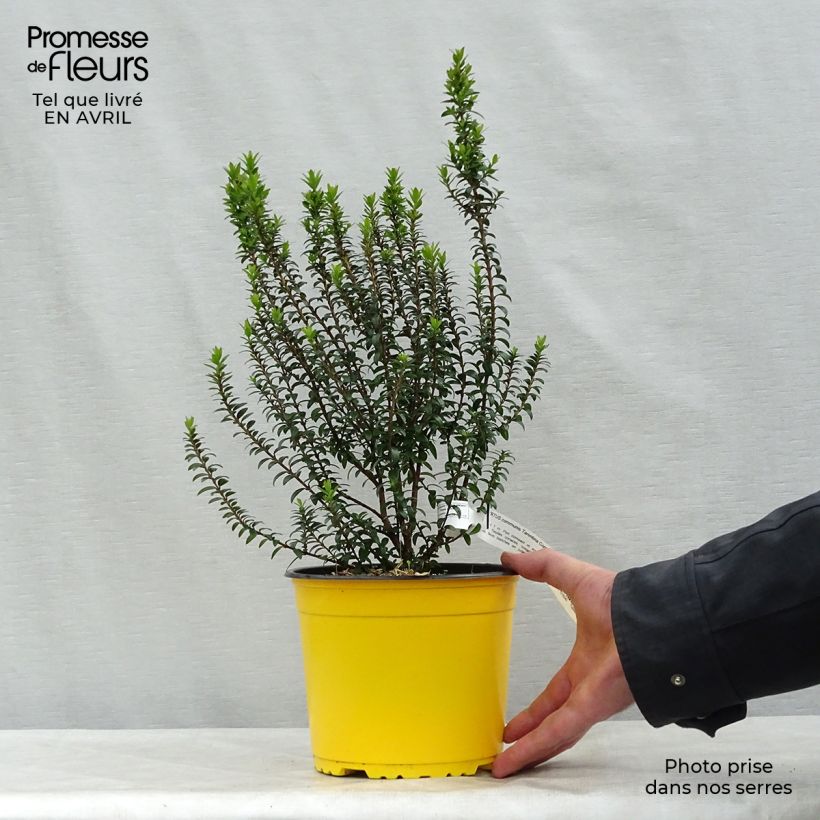 Example of Myrtus communis Tarentina - Myrte commun  Pot de 2L/3L as you get in printemps