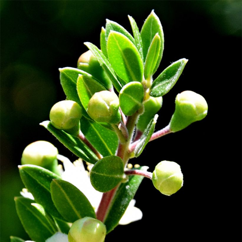 Myrtus communis Tarentina - Myrte commun  (Foliage)