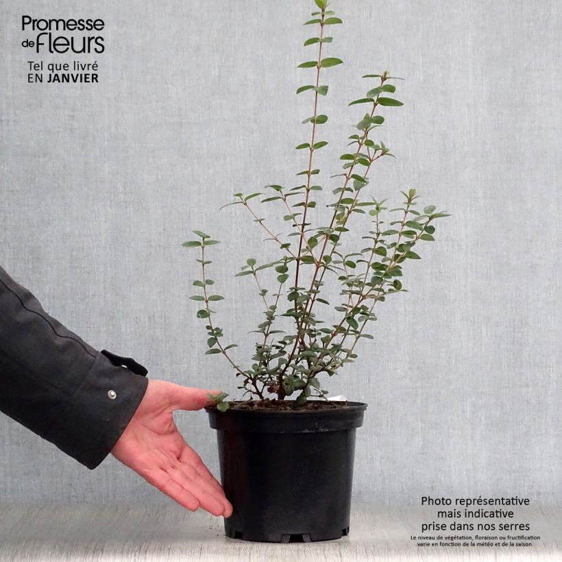 Example of Myrtus ugni Pot de 2L/3L as you get in hiver