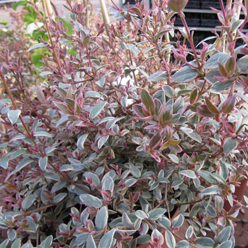 Myrtus ugni Flambeau - Myrte ugni (Foliage)