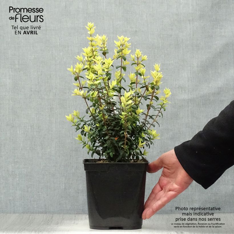 Example of Myrtus ugni - Ugni molinae Butterball  Pot de 2L/3L as you get in printemps