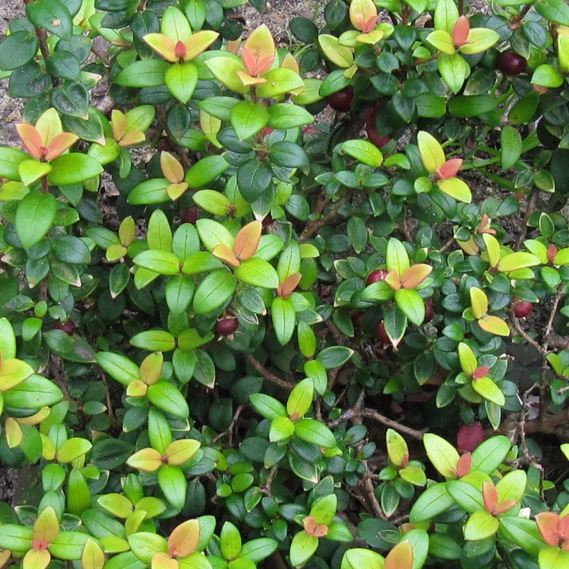 Myrtus ugni - Ugni molinae Butterball  (Foliage)