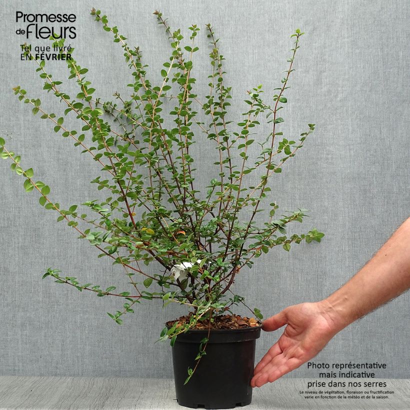 Spécimen de Myrtus ugni ou Ugni molinae Elite Pot de 2L/3L tel que livré en automne