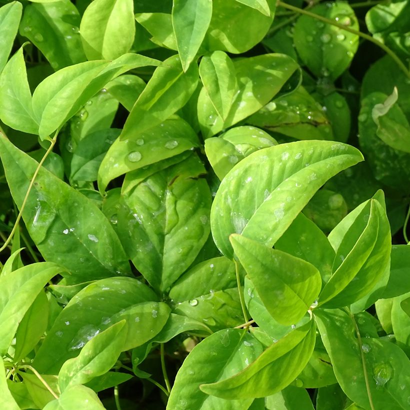 Nandina domestica Wood's Dwarf - Bambou sacré nain (Feuillage)