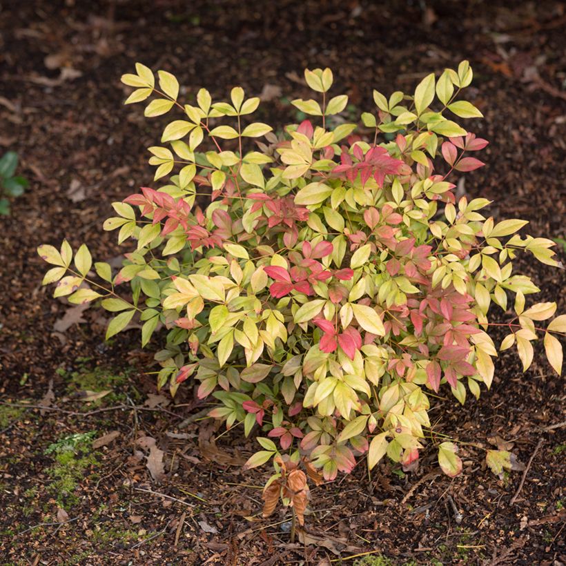 Nandina Obsessed Seika - Bambou sacré (Plant habit)