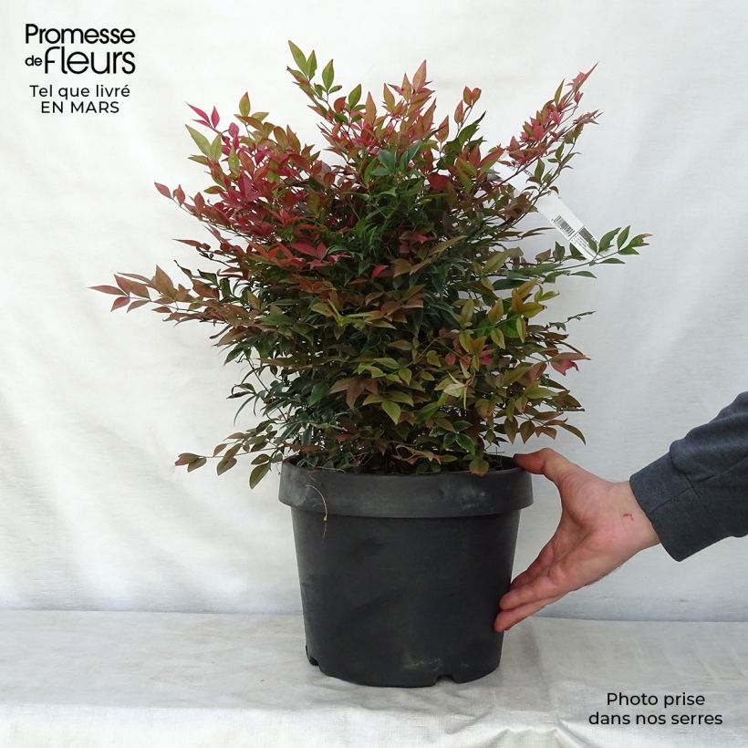 Example of Nandina Obsessed Seika - Bambou sacré Pot de 7,5L/10L as you get in printemps